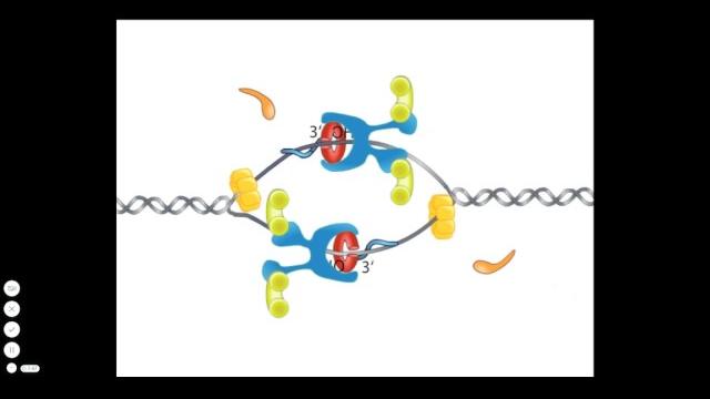 Bacterial dna replication Bacterial dna replication