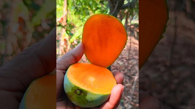 How to cut tasy ripe mango on my farmasmr | fresh fruit cutting in my farm #fruits #nature #mango How to cut tasy ripe mango on my farmasmr | fresh fruit cutting in my farm #fruits #nature #mango