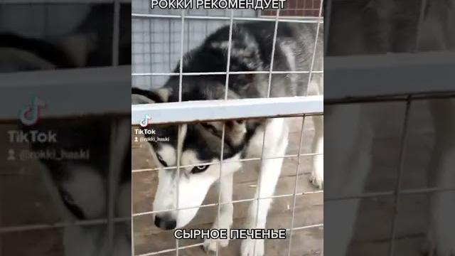 #рекомендации #хаски #приколы #рекомендации #хаски #приколы