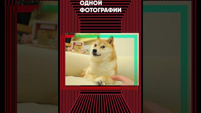 Собака из приюта и популярный мем Собака из приюта и популярный мем
