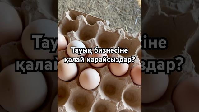 Тауық асырау | тауық бизнесі #куры #тауық Тауық асырау | тауық бизнесі #куры #тауық