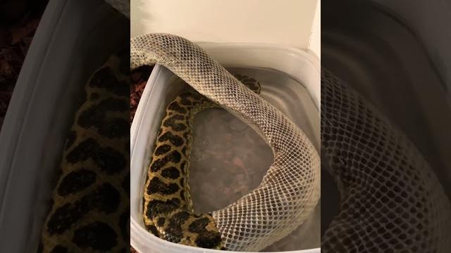 Satisfying snake shed asmr anaconda edition! Satisfying snake shed asmr anaconda edition!