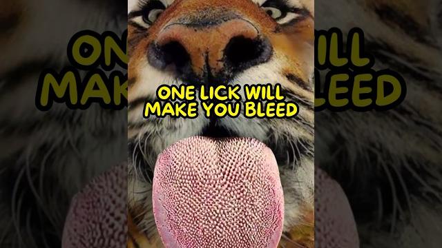 Why tigers have spiky tongues Why tigers have spiky tongues