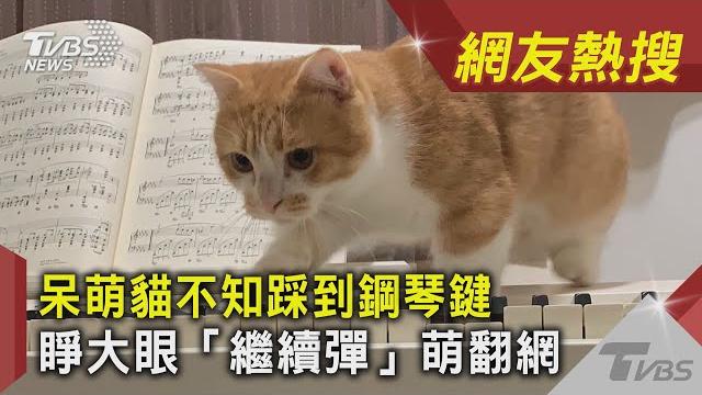 呆萌貓不知踩到鋼琴鍵 睜大眼「繼續彈」萌翻網|tvbs新聞|網友熱搜 #shorts 呆萌貓不知踩到鋼琴鍵 睜大眼「繼續彈」萌翻網|tvbs新聞|網友熱搜 #shorts