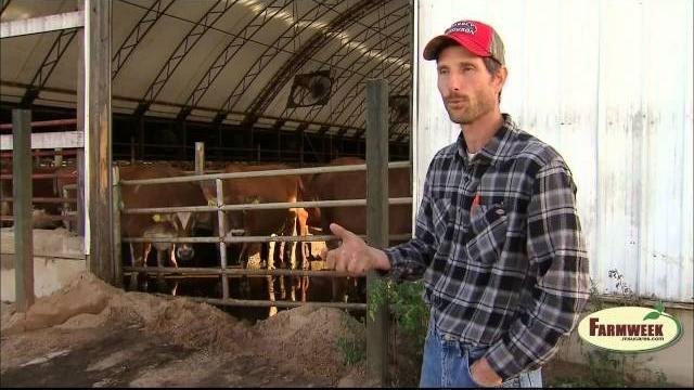 Sugar beets may replace corn for cattle feed Sugar beets may replace corn for cattle feed