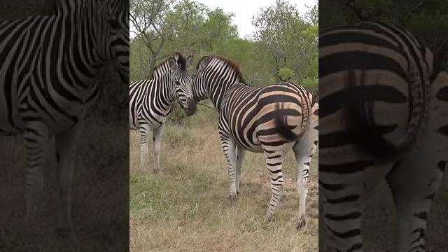 #zebra #zebra