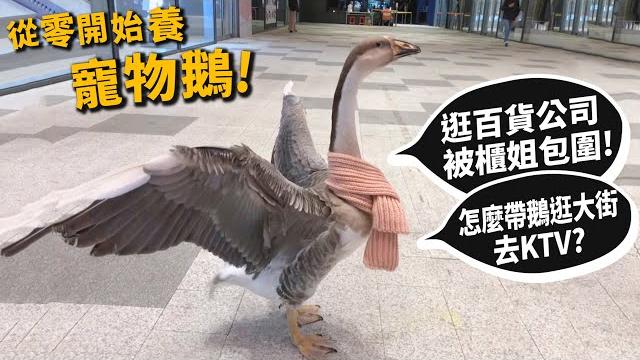 【從零開始養】寵物鵝!很兇?嘴很賤?逛百貨公司被包圍?怎麼外出?跟主人去ktv?【許伯簡芝】 【從零開始養】寵物鵝!很兇?嘴很賤?逛百貨公司被包圍?怎麼外出?跟主人去ktv?【許伯簡芝】