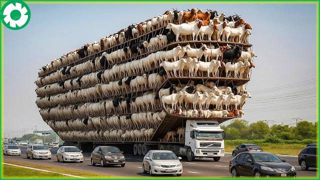 Transporting 9.9 million horses this way - biggest heavy equipment machines | heavy machinery Transporting 9.9 million horses this way - biggest heavy equipment machines | heavy machinery