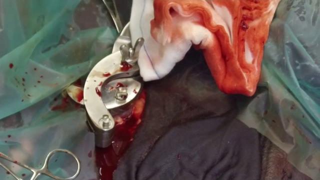 Ga castration Ga castration