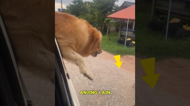 Ketika anjing ini turun dari mobil dan menghampirinya Ketika anjing ini turun dari mobil dan menghampirinya