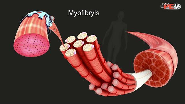 Structure of skeletal muscle explained in simple terms Structure of skeletal muscle explained in simple terms