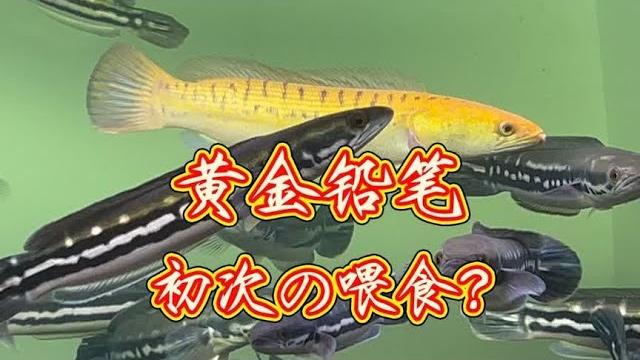 5条黄金铅笔混养铅笔缸成功,首次喂食是否开口,状态让人太意外 5条黄金铅笔混养铅笔缸成功,首次喂食是否开口,状态让人太意外