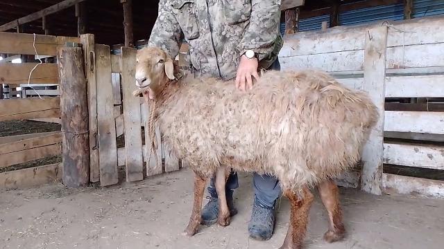 Эдильбаевские овцы/баранчик эдильбаевской породы Эдильбаевские овцы/баранчик эдильбаевской породы