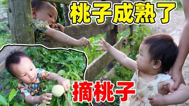 山里种的桃子终于成熟了,全家人一起摘桃子吃,又甜又脆 实现桃子自由 山里种的桃子终于成熟了,全家人一起摘桃子吃,又甜又脆 实现桃子自由