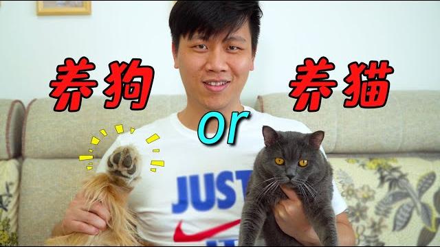 养狗好还是养猫好?3年资历的铲屎官这样说 养狗好还是养猫好?3年资历的铲屎官这样说