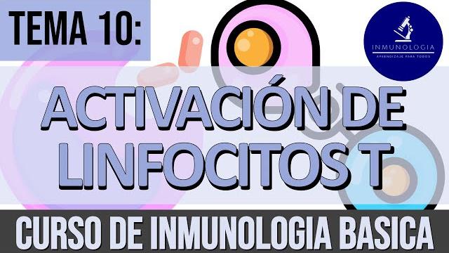 Activación y diferenciación de linfocitos t | sinapsis inmunológica - subgrupos de linfocitos t Activación y diferenciación de linfocitos t | sinapsis inmunológica - subgrupos de linfocitos t