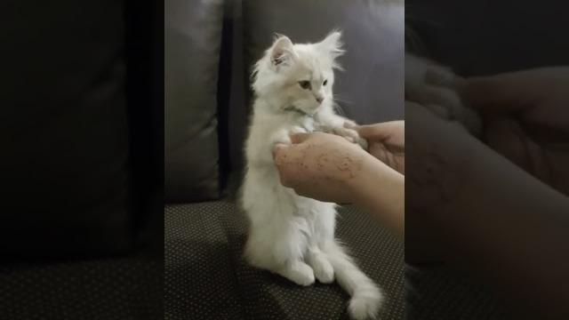Cute cat #shorts #shortsvideo #cat #cats #catlover #funny #pets #animals #catvideos #shortsfeed Cute cat #shorts #shortsvideo #cat #cats #catlover #funny #pets #animals #catvideos #shortsfeed