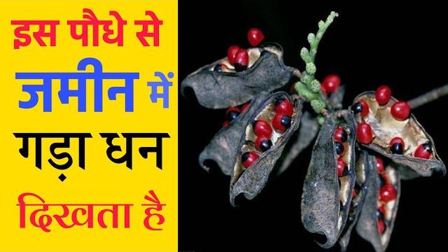 इस पौधे से कोई भी आदमी जमीन गड़ा हुआ धन देख सकता है, ऐसा जानकारी कोई नहीं बतायेगा // इस पौधे से कोई भी आदमी जमीन गड़ा हुआ धन देख सकता है, ऐसा जानकारी कोई नहीं बतायेगा //