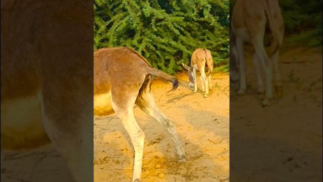 #donkey #chaby #shortvideo #donkey #chaby #shortvideo