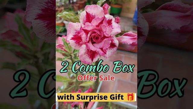 2 combo box available for sale #online #sale #adenium #smallbusiness #support #business #gift#viral 2 combo box available for sale #online #sale #adenium #smallbusiness #support #business #gift#viral