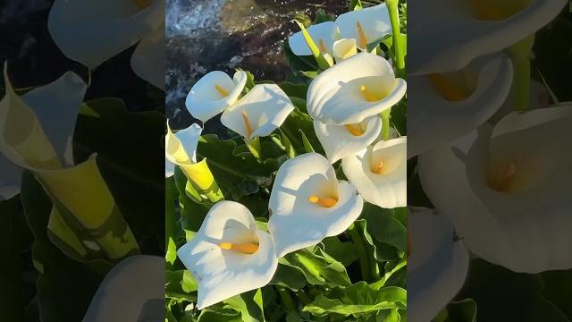 Calla lily valley | big sur hidden gem Calla lily valley | big sur hidden gem