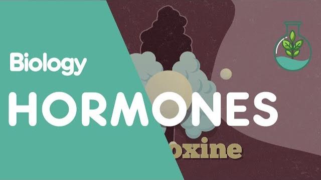 What are hormones | physiology | biology | fuseschool What are hormones | physiology | biology | fuseschool