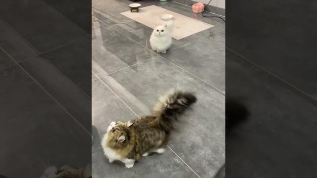 可爱的短腿猫 |cute short legged cat 可爱的短腿猫 |cute short legged cat