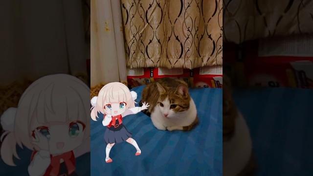 Zoey and loli dance 031 #catshorts Zoey and loli dance 031 #catshorts
