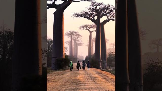 Nature’s reservoir: the baobab tree! Nature’s reservoir: the baobab tree!