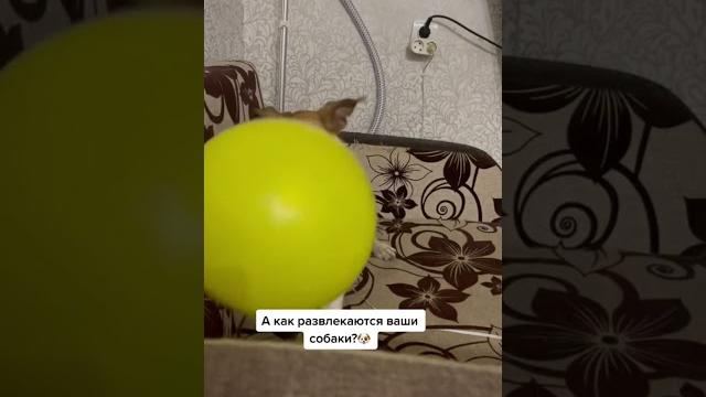Джек рассел | новая игрушка | смешные видео Джек рассел | новая игрушка | смешные видео