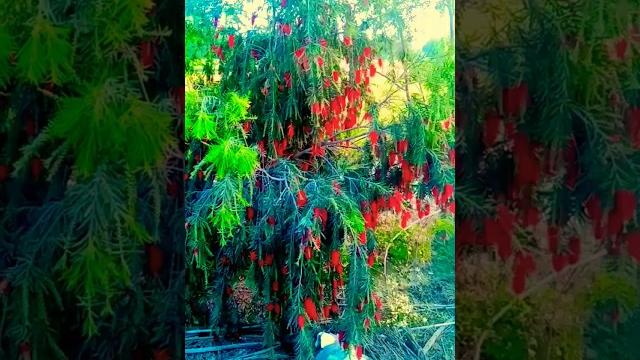 Kavya ke ghar mein ayse laga hain,, फूल का पेड़ #shorts #kammusic88 #youtubeshorts #tiktok #yt Kavya ke ghar mein ayse laga hain,, फूल का पेड़ #shorts #kammusic88 #youtubeshorts #tiktok #yt