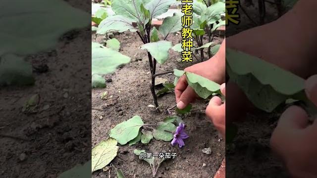 茄子開第一朵花的時候一定要重視起來#關注我一起學種菜 #每天分享種菜經驗 #茄子管理 茄子開第一朵花的時候一定要重視起來#關注我一起學種菜 #每天分享種菜經驗 #茄子管理