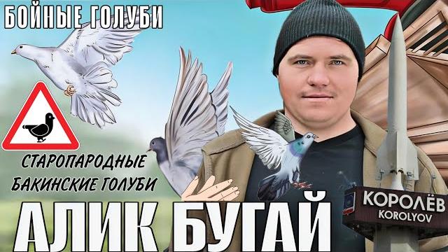 Старопородные бакинские голуби. в гостях у алика бугая.гоняем голубей, разговор о содержании #голуби Старопородные бакинские голуби. в гостях у алика бугая.гоняем голубей, разговор о содержании #голуби
