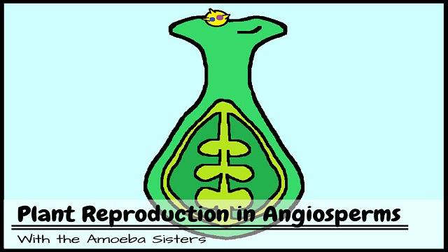 Plant reproduction in angiosperms Plant reproduction in angiosperms