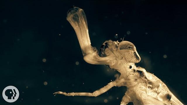 A baby dragonfly's mouth will give you nightmares | deep look A baby dragonfly's mouth will give you nightmares | deep look
