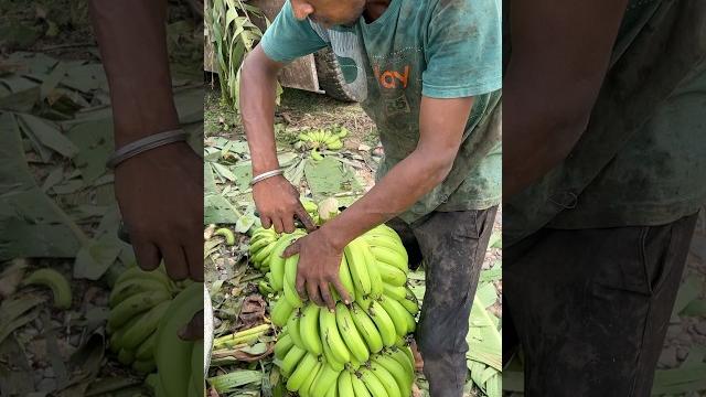 How to beg wala banana harvesting// part 42 #banana harvesting and cutting #bananafruit #a How to beg wala banana harvesting// part 42 #banana harvesting and cutting #bananafruit #a