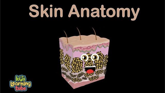 Human body /skin anatomy song/human body systems Human body /skin anatomy song/human body systems