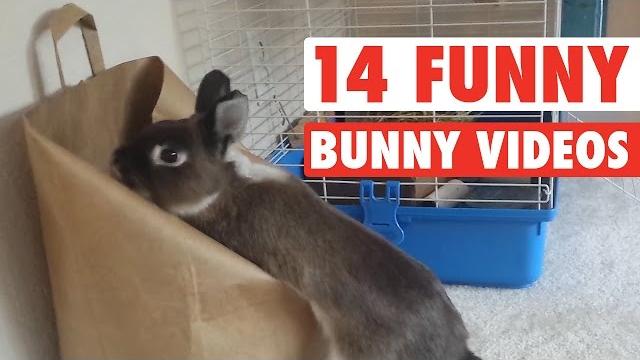 14 funny bunny videos || awesome bunnies compilation 14 funny bunny videos || awesome bunnies compilation