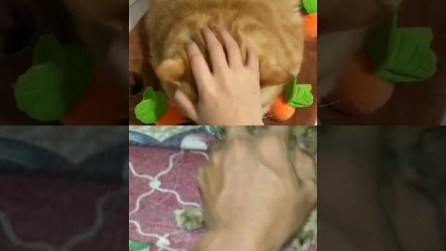 Kucing keenakan #cat #cute #catlover #pets #kompilasikucing #kucing #hewanimut #shortsfeed #shorts Kucing keenakan #cat #cute #catlover #pets #kompilasikucing #kucing #hewanimut #shortsfeed #shorts
