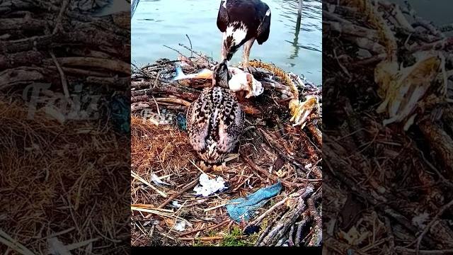 Osprey beautiful nest. #birds Osprey beautiful nest. #birds