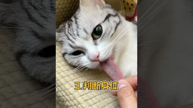 猫咪舌头的秘密,舔你的时候要小心!猫咪舌头 猫咪知识 猫咪舌头的秘密 猫咪舌头的秘密,舔你的时候要小心!猫咪舌头 猫咪知识 猫咪舌头的秘密