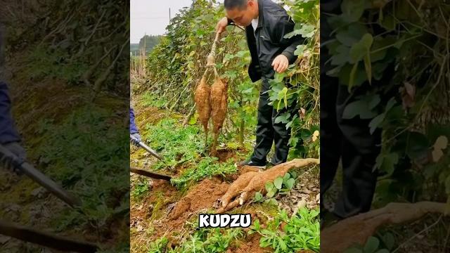 Strange vegetable called kudzu Strange vegetable called kudzu