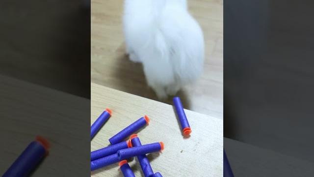 Nico: mom, you hit me! #funny #dog #cute #smartnico Nico: mom, you hit me! #funny #dog #cute #smartnico