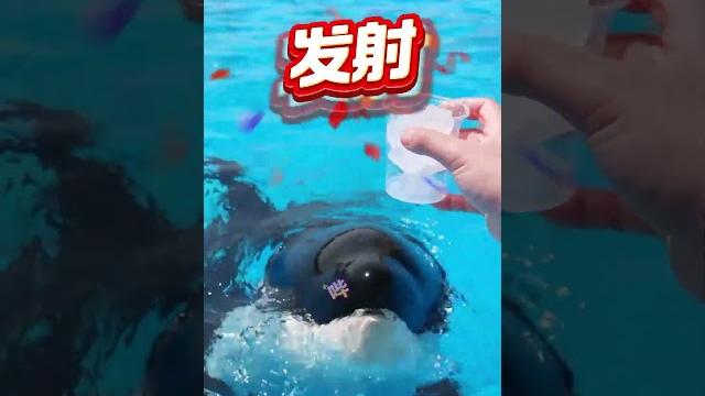 冰杯太小装不下我的委屈嘤 虎鲸 神奇动物在抖音 萌宠出道计划 上海海昌海洋公园假期攻略 冰杯太小装不下我的委屈嘤 虎鲸 神奇动物在抖音 萌宠出道计划 上海海昌海洋公园假期攻略