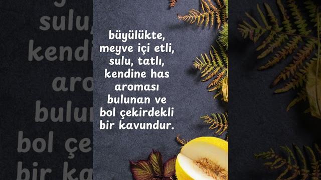 Pamukova kavunu coğrafi işaret almış bir meyvedir. #kavun #pamukova #pamukovakavunu #sakarya Pamukova kavunu coğrafi işaret almış bir meyvedir. #kavun #pamukova #pamukovakavunu #sakarya