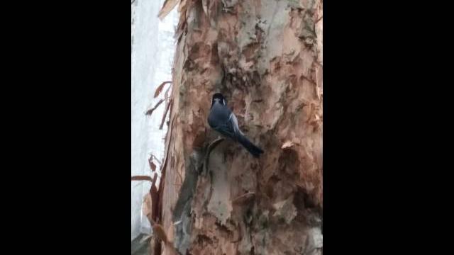 Cinereous tit / great tit 蒼背山雀 / 大山雀 Cinereous tit / great tit 蒼背山雀 / 大山雀