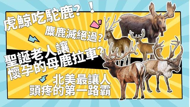 駝鹿馬鹿馴鹿麋鹿白尾鹿傻傻分不清楚 | 8分鐘帶你了解各種鹿的邊角料知識 駝鹿馬鹿馴鹿麋鹿白尾鹿傻傻分不清楚 | 8分鐘帶你了解各種鹿的邊角料知識