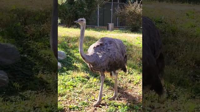 #ostrich #avestruz #ostrich #avestruz