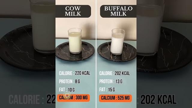 Cow milk buffalo milk #benefitsofhealthyfood #food #eatandlose #dietplan #healthylifestyleeats Cow milk buffalo milk #benefitsofhealthyfood #food #eatandlose #dietplan #healthylifestyleeats