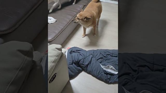 오줌 싸고 미안해 누워 애교 부리는 귀염둥이 오줌 싸고 미안해 누워 애교 부리는 귀염둥이